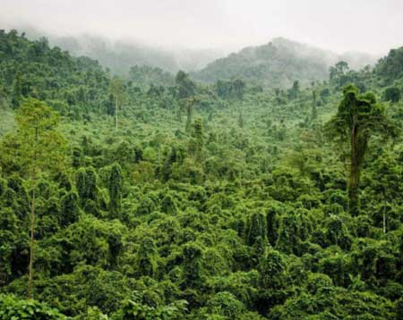 vietnam tree planting project